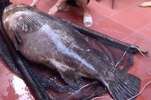 Nhà giàu Việt chi trăm triệu đồng mua cá song vang nặng cả tạ về... ăn gỏi