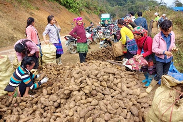 Loại củ nghe tên rất lạ, nhổ 1 gốc lên cả chùm, dân bán thu chục tỷ đồng
