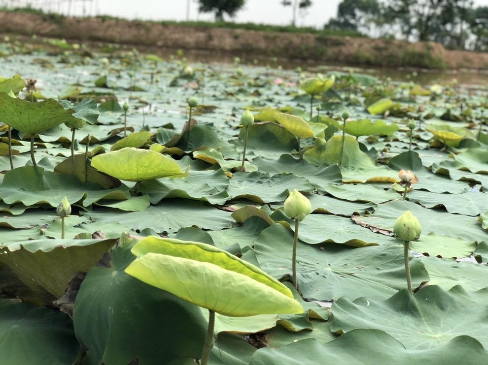 Nữ thạc sĩ bỏ việc lương cao, về quê dãi nắng dầm mưa trồng hồng hữu cơ - 4 Nữ thạc sĩ bỏ việc lương cao, về quê dãi nắng dầm mưa trồng hồng hữu cơ - 4