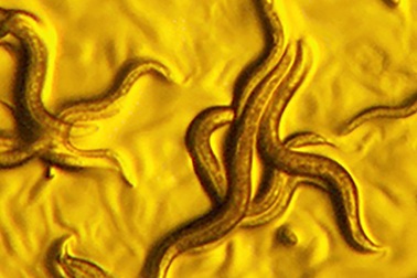 Phát hiện ra loại vi khuẩn “vàng” có khả năng “tiêu diệt” giun ký sinh