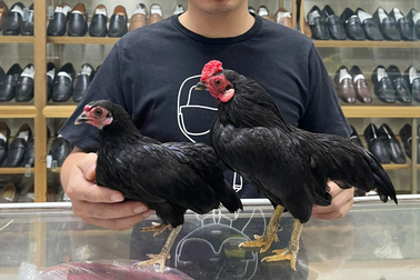 Độc lạ gà tí hon "quý tộc" giá cả trăm triệu đồng ở Hà Nội