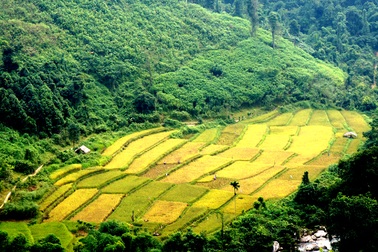 Sững sờ trước vẻ đẹp ruộng bậc thang ở miền Tây xứ Nghệ