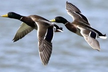 Hàng trăm con chim di cư "chết oan" vì hạ cánh nhầm lẫn