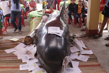 5 ngày, 2 con cá voi lụy vào bờ biển Quảng Ngãi