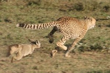 Kỳ lạ khoảnh khắc cáo săn đuổi báo