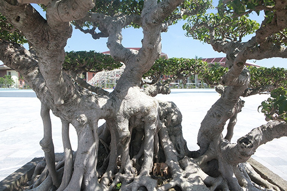 Sanh cổ của đại gia Bắc Ninh, 30 năm trước mua 7 triệu đồng, giờ lên 10 tỷ đồng - 12 Sanh cổ của đại gia Bắc Ninh, 30 năm trước mua 7 triệu đồng, giờ lên 10 tỷ đồng - 12