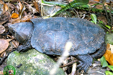 Nâng cấp mức độ bảo vệ 12 loài rùa Việt Nam