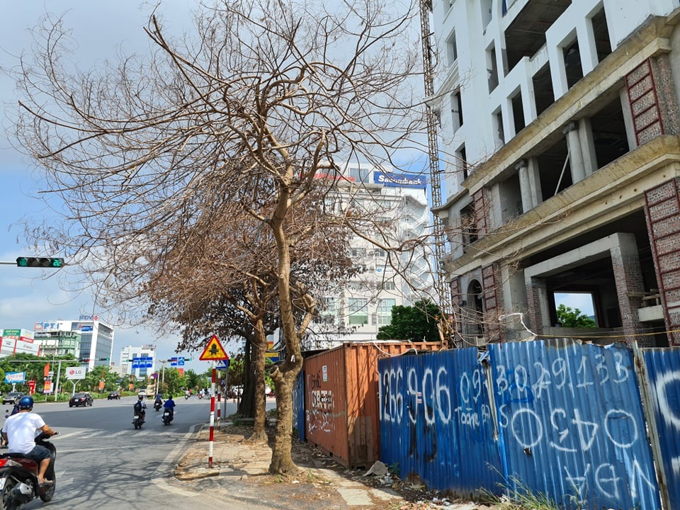 Vụ cây xanh nghi bị “bức tử”: Lấy mẫu xét nghiệm tìm nguyên nhân - 3 Vụ cây xanh nghi bị “bức tử”: Lấy mẫu xét nghiệm tìm nguyên nhân - 3