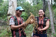 Hiệu quả từ nguồn vốn vay chính sách đối với đồng bào vùng cao