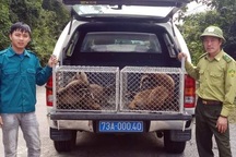 Thả về rừng nhiều động vật quý hiếm do người dân giao nộp