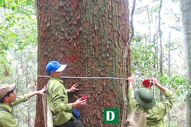 Chiêm ngưỡng quần thể sa mu dầu lớn nhất Việt Nam