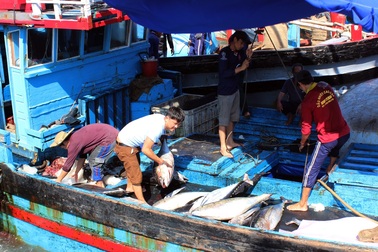 Phú Yên: 145  tàu cá nằm bờ giữa mùa cá ngừ vì ...chiều dài dưới 15 m