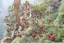 Khám phá những loài cây "độc và lạ" trên đỉnh Hoàng Liên Sơn