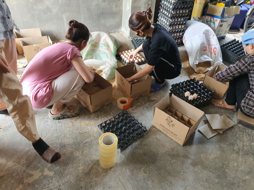 Nuôi gà bằng cà gai leo, phương pháp chẳng giống ai nhưng hiệu quả bất ngờ - 2 Nuôi gà bằng cà gai leo, phương pháp chẳng giống ai nhưng hiệu quả bất ngờ - 2
