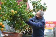 "Đột nhập" vườn quất bonsai hơn 1.000 cây ở Tứ Liên, Hà Nội