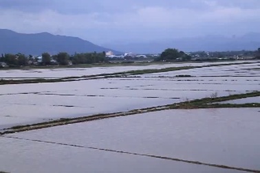 Bình Định: Nông dân khóc ròng vì lúa mới gieo sạ bị thối do ngập lụt