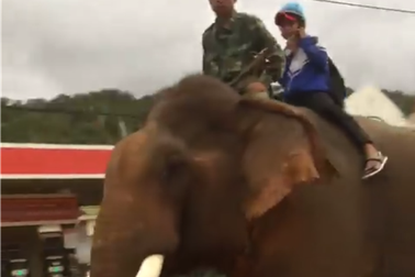 Xôn xao clip cậu bé cưỡi voi đi học