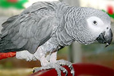 Phát hiện bị “cắm sừng” nhờ vẹt