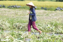 Hàng trăm ha dưa hấu chết héo, nông dân lâm cảnh trắng tay