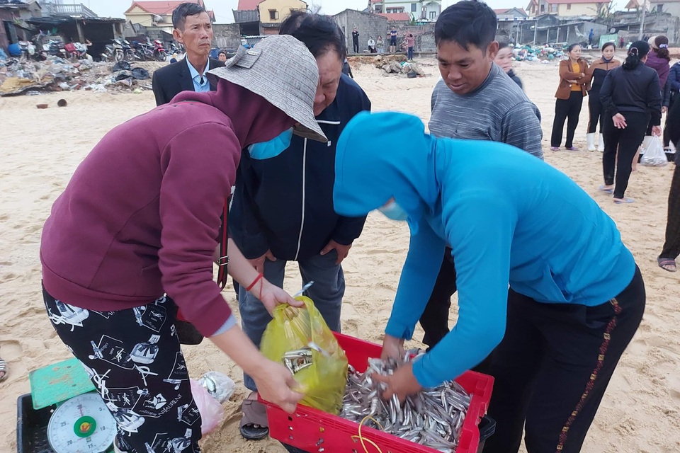 Ngư dân bãi ngang vui mừng trúng lộc biển những ngày đầu năm mới - 5 Ngư dân bãi ngang vui mừng trúng lộc biển những ngày đầu năm mới - 5