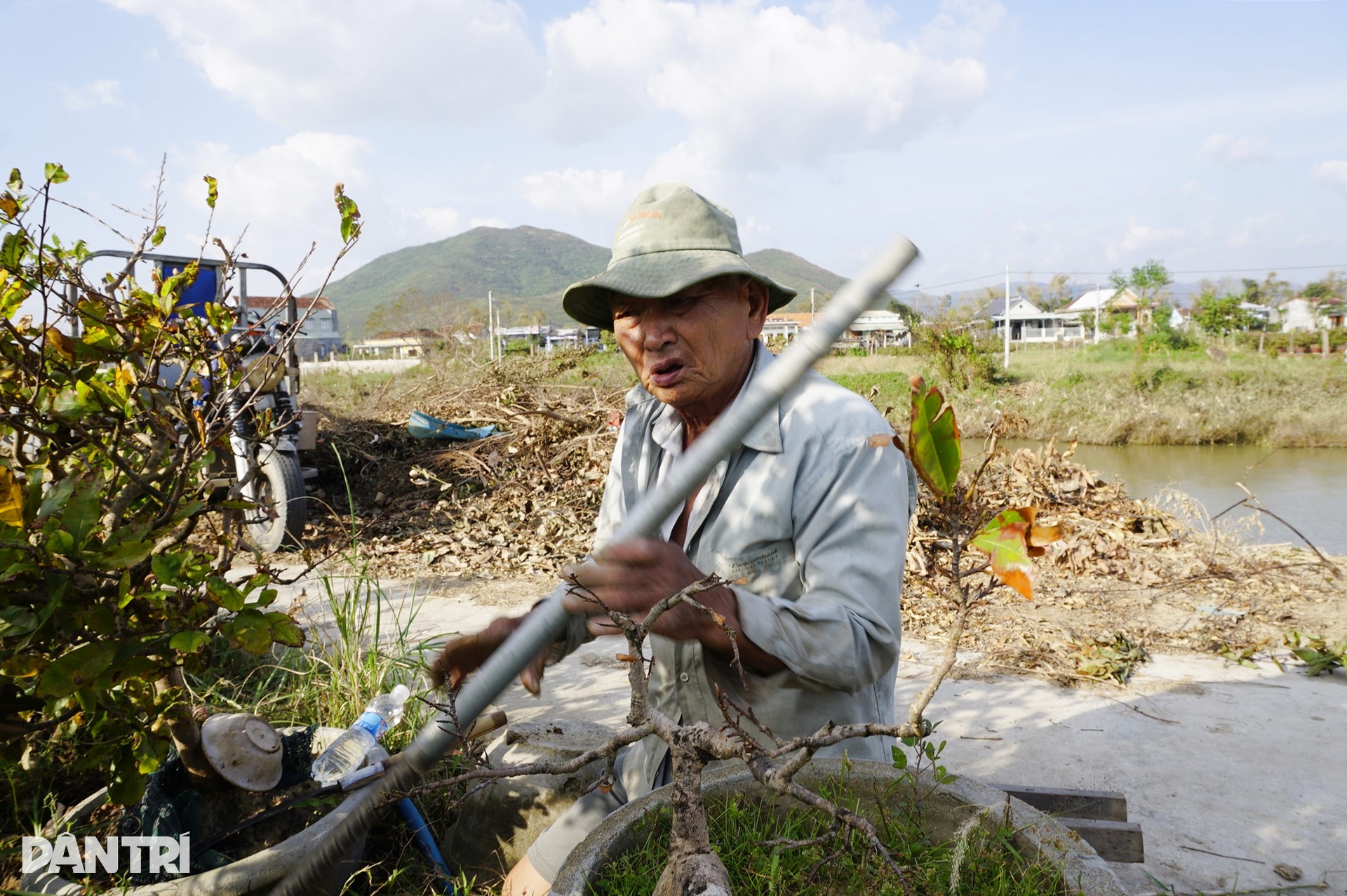 Những ánh mắt buồn ở thủ phủ mai Tết lớn nhất miền Trung sau bão Kalmaegi - 7 Những ánh mắt buồn ở thủ phủ mai Tết lớn nhất miền Trung sau bão Kalmaegi - 7