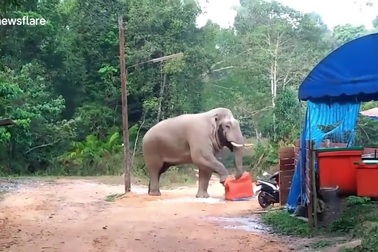 Voi đói tranh cướp đồ ăn của khách du lịch trong lán trại