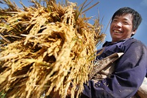 Giá lúa thua cả giá ngô