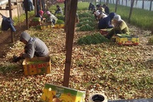  Cùng cực ngày về 