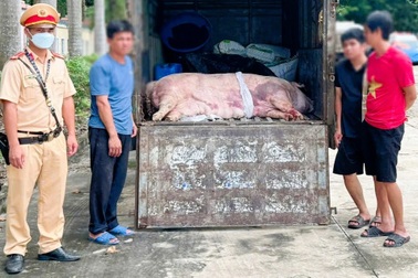 Xe tải chở 450kg heo đã bốc mùi đi tiêu thụ ở Đồng Nai