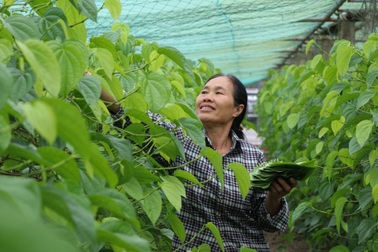 Làm giàu với loại cây bán vài nghìn đồng/lá, ra Tết là thời điểm "hốt bạc"