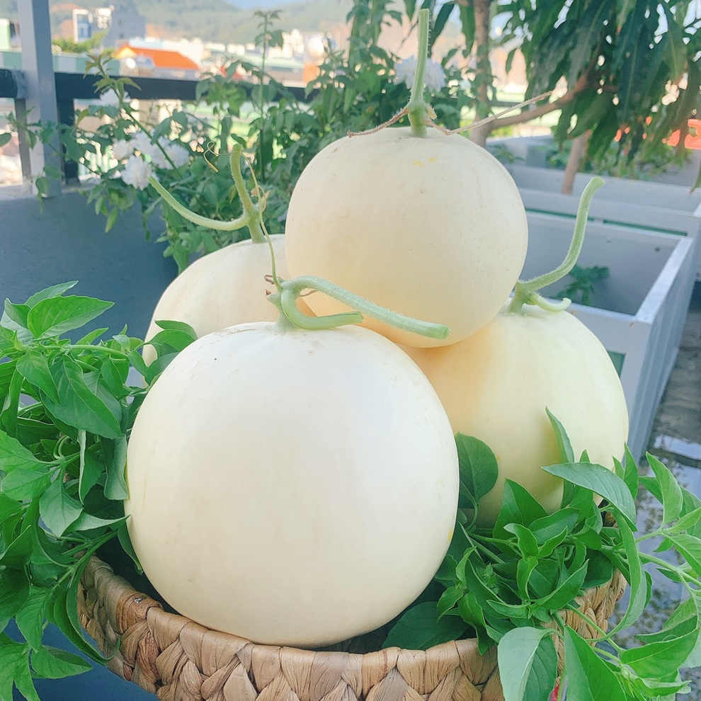 Vợ chồng Đà Nẵng tậu nhà lưới trồng rau sạch trên sân thượng - 6 Vợ chồng Đà Nẵng tậu nhà lưới trồng rau sạch trên sân thượng - 6