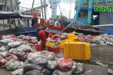 Tàu cá ngư dân miền Trung hối hả cập cảng bán cá “né” bão số 5