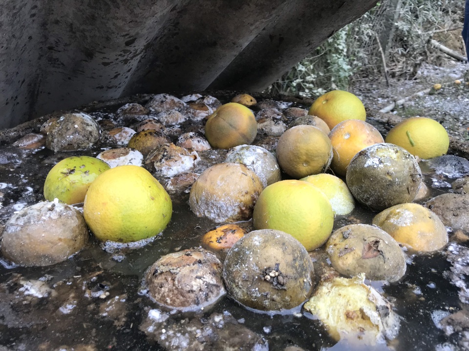 Nuốt nước mắt nhìn cam đặc sản nức tiếng rụng dần - 7 Nuốt nước mắt nhìn cam đặc sản nức tiếng rụng dần - 7