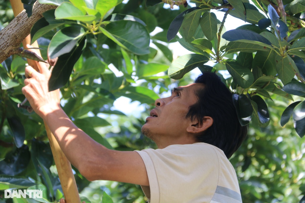 Loại quả nhiều nơi cho không ai lấy, anh cán bộ tranh thủ... thu tiền tỷ - 4 Loại quả nhiều nơi cho không ai lấy, anh cán bộ tranh thủ... thu tiền tỷ - 4