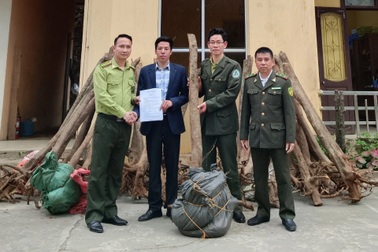 "Giải cứu" 39 cây mẫu đơn rừng cổ thụ