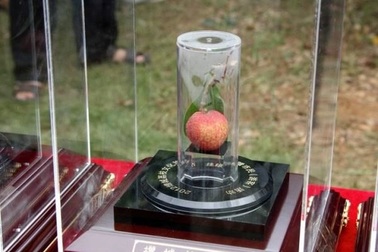 4 loại quả đắt đỏ nhất trên thế giới, một loại có giá bằng 1 chiếc Mercedes-Benz