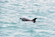 Cá heo dạt vào bờ được người dân Lý Sơn giúp bơi về biển