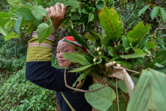 Băng rừng theo người Dao đỏ Sapa đi hái lá thuốc tắm thần dược - 20 Băng rừng theo người Dao đỏ Sapa đi hái lá thuốc tắm thần dược - 20