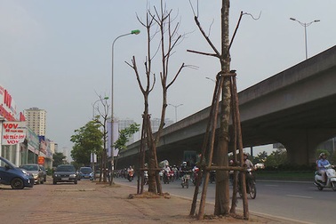Hà Nội: Hàng cây chết khô trên đường Phạm Hùng, Khuất Duy Tiến