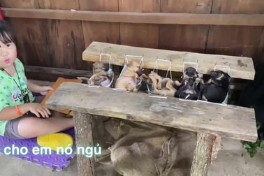 Khoảnh khắc em bé ngồi quạt mát cho bầy chó con ngủ trưa "đốn tim" dân mạng