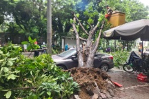 Cây xanh bật gốc, đè trúng ô tô con đỗ ngược chiều ở Hà Nội