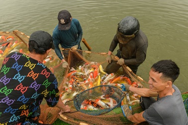 Hàng tấn cá koi được chuyển khỏi hồ Đầm Đông