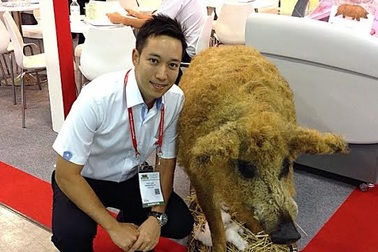 Kỳ lạ loài lợn có lông xù như cừu và khôn như chó