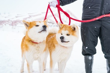 Lễ hội của những chú chó Akita - huyền thoại trung thành xứ Phù Tang