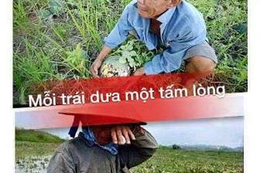 Những trái dưa nghĩa tình