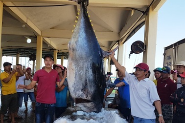 2 con cá ngừ “siêu khủng” nặng gần 600kg được bán với giá “rẻ bèo”