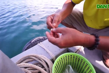 Câu cá ở Phú Quốc