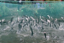 Tận mắt xem cả ngàn con cá lóc tranh nhau... “bú bình”