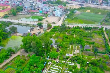 Mãn nhãn vườn hồng cổ 2 vạn gốc quý hiếm bậc nhất Hà Nội