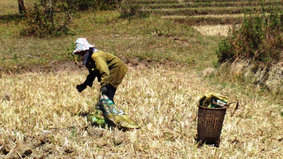 Người dân vùng sâu Đắk Lắk tăng thu nhập từ nghề... nhặt phân bò - 4 Người dân vùng sâu Đắk Lắk tăng thu nhập từ nghề... nhặt phân bò - 4